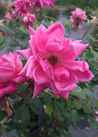 Rosa 'Pink Knock Out'